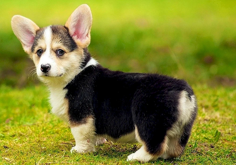 Welsh Corgi Red