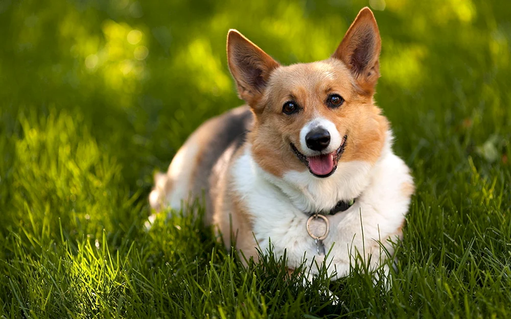 Welsh Corgi Pembroke