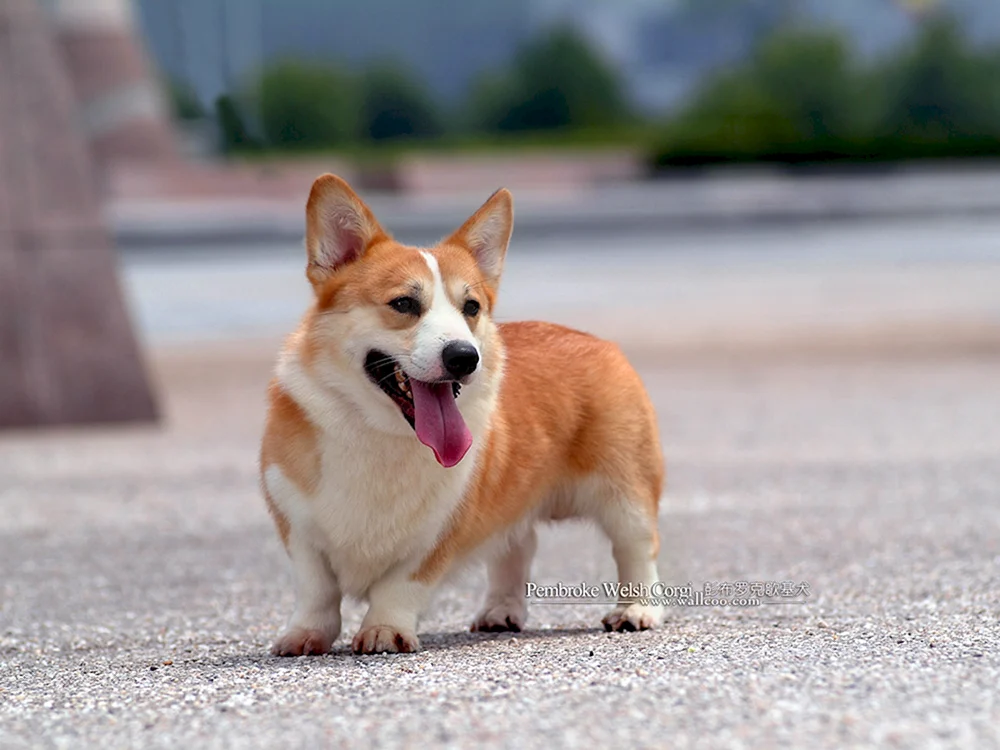 Welsh Corgi Pembroke