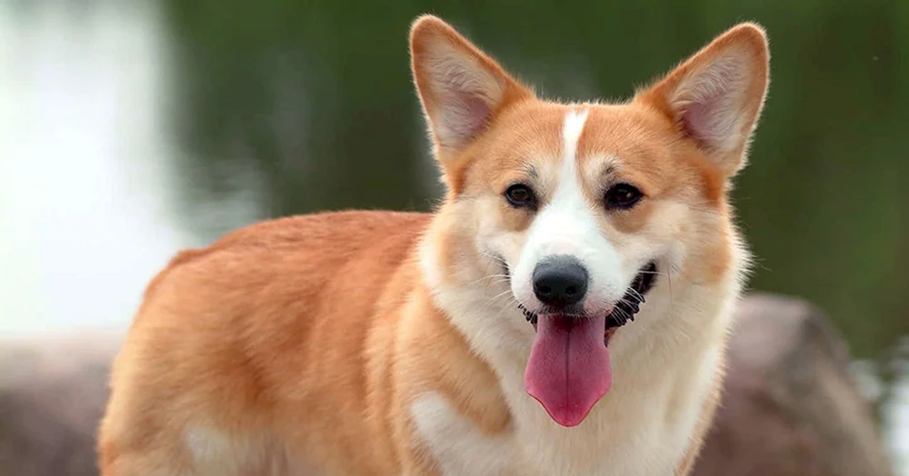 Welsh Corgi Pembroke