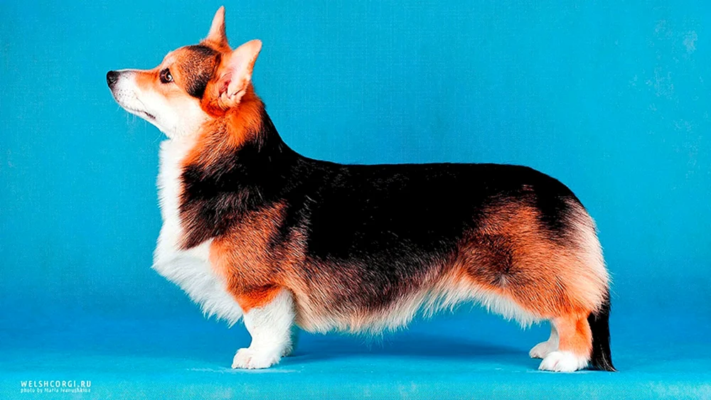 Welsh Corgi Cardigan