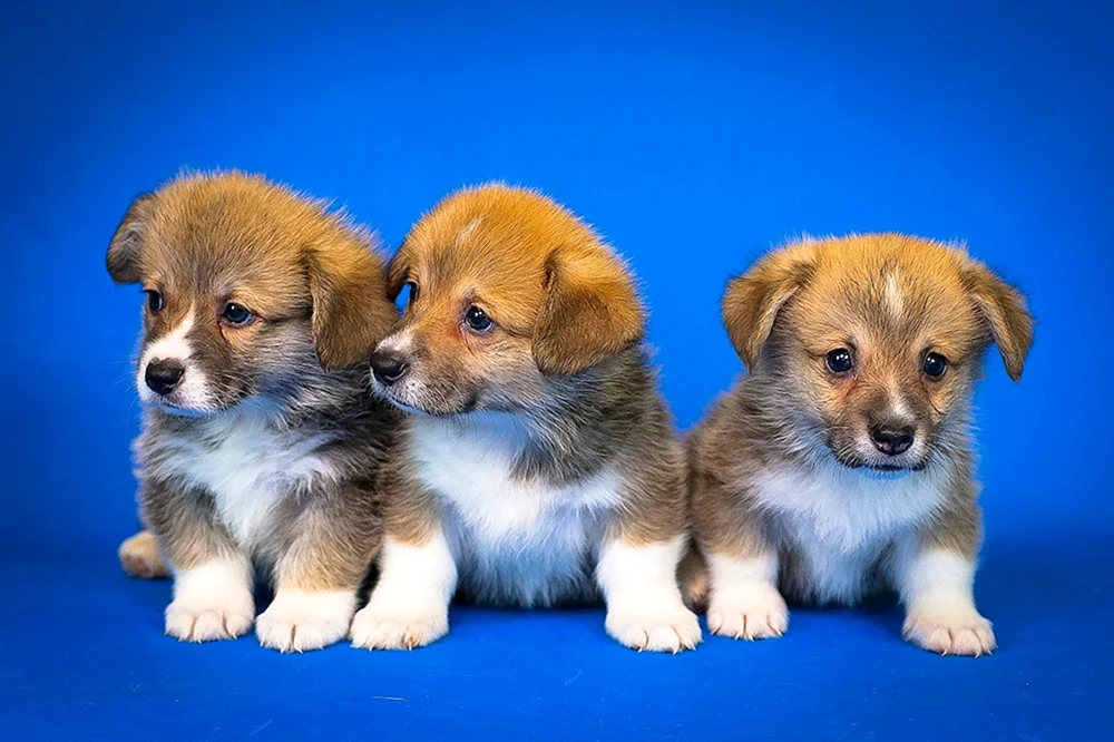 Welsh-Hund. Corgi Pembroke