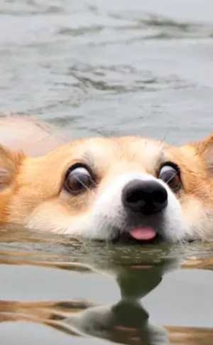 Welsh Corgi Pembroke