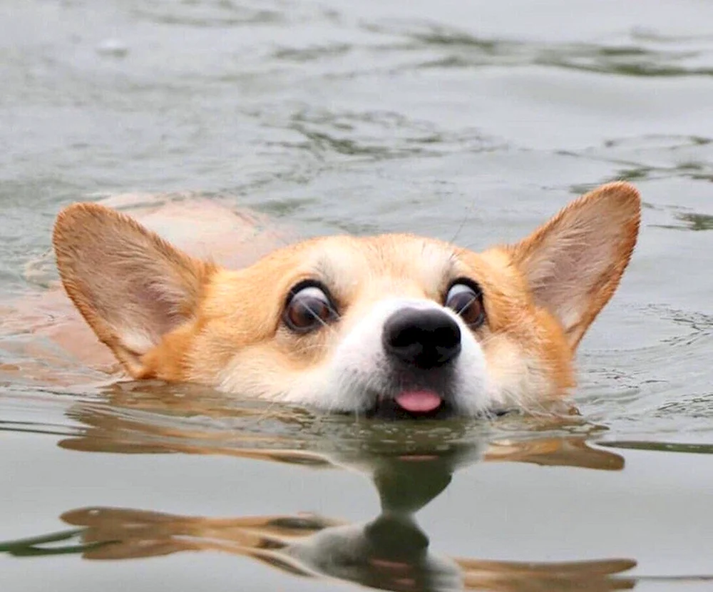 Welsh Corgi Pembroke