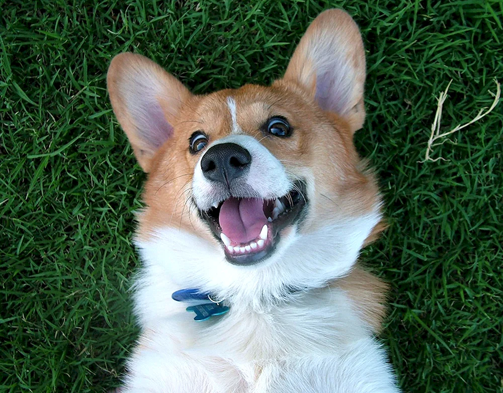 Corgi
