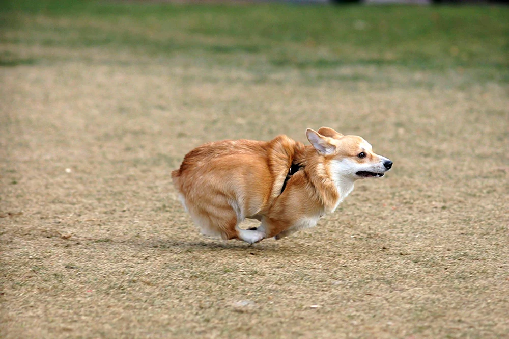 Welsh Corgi