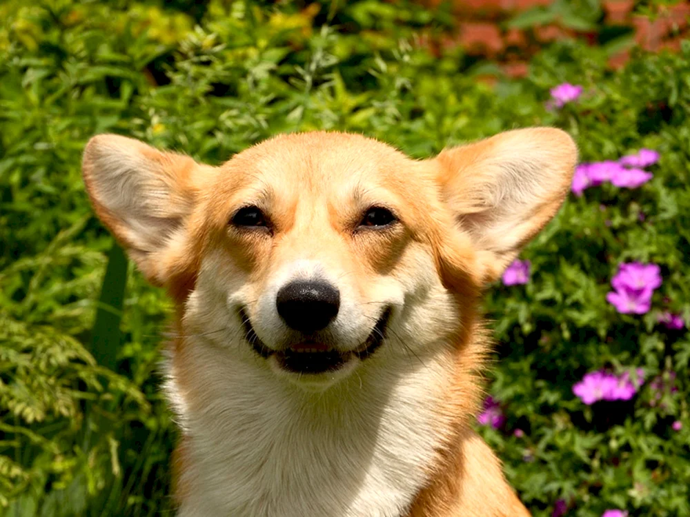 Doggy Corgi