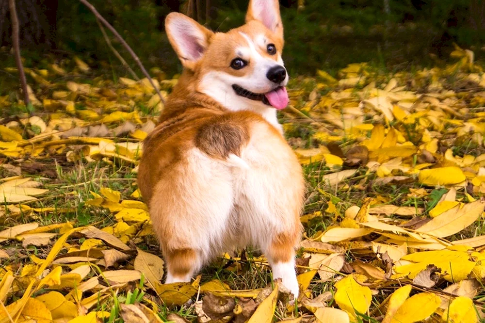 Welsh Corgi Strickjacke