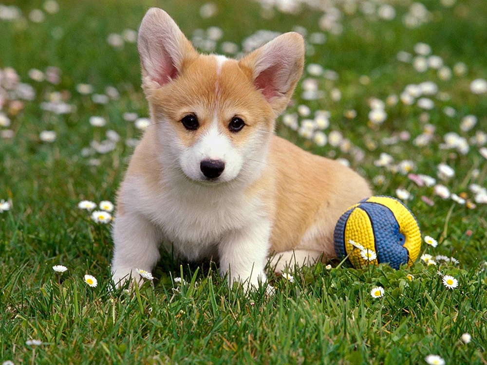 Welsh-. Pembroke Corgi