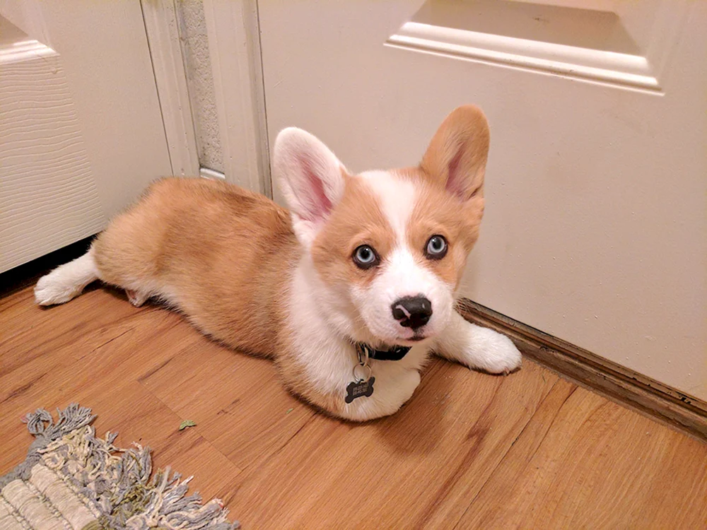 Welsh Corgi