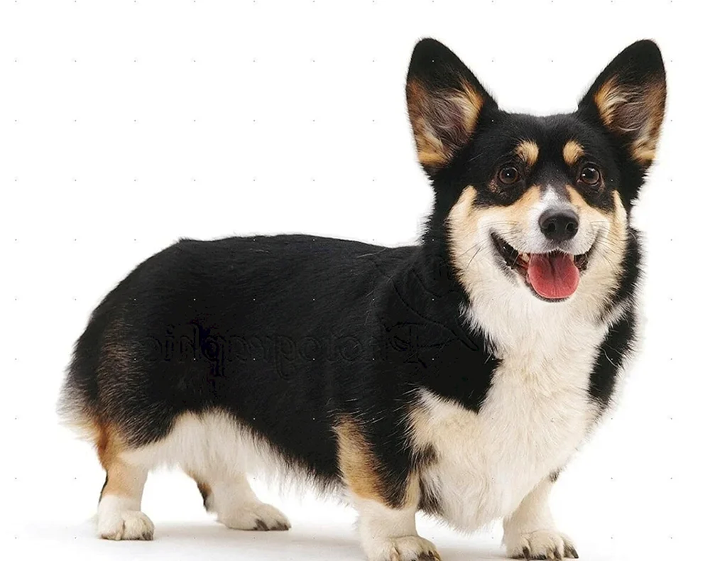 Welsh Corgi Pembroke