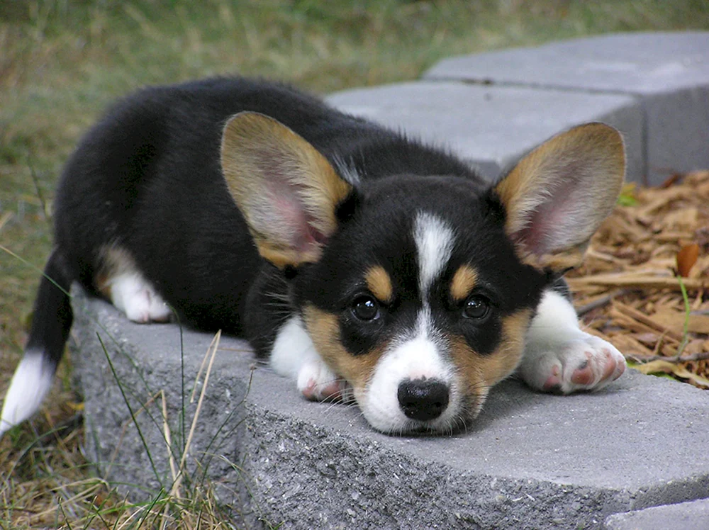 Welsh Corgi Strickjacke schwarz. pembroke corgi