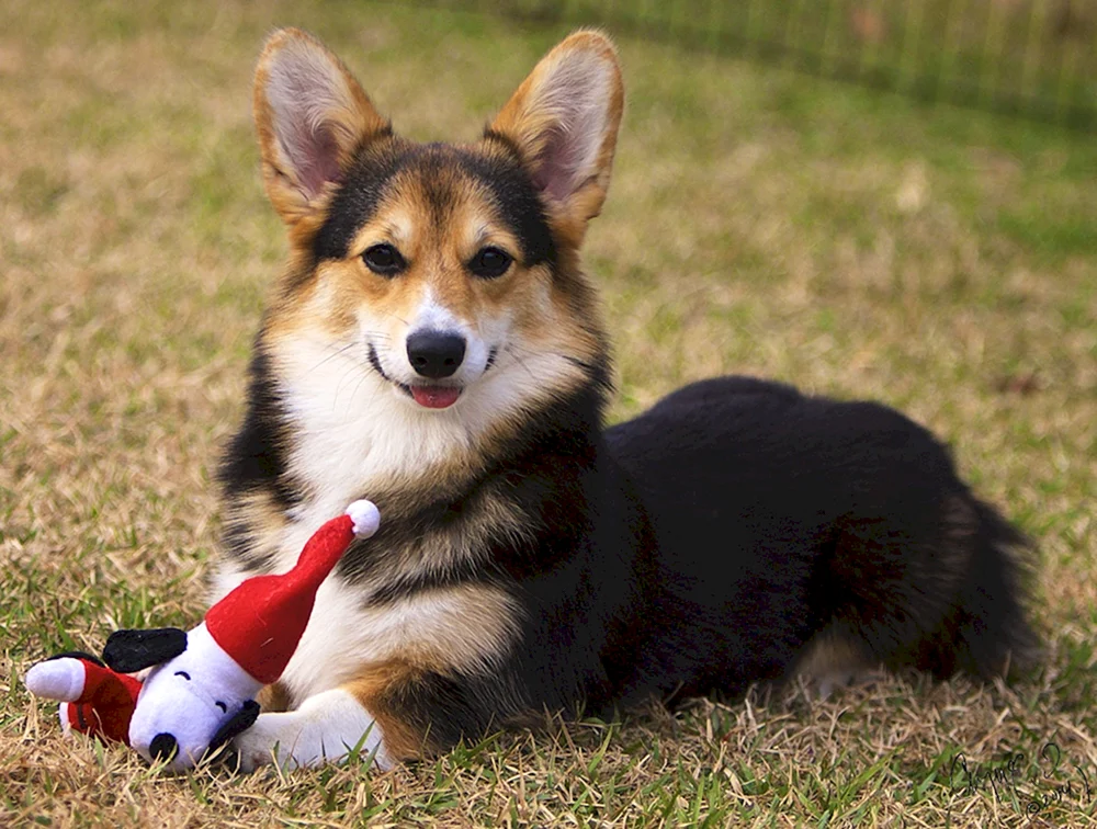 Welsh- Pembroke-Corgi