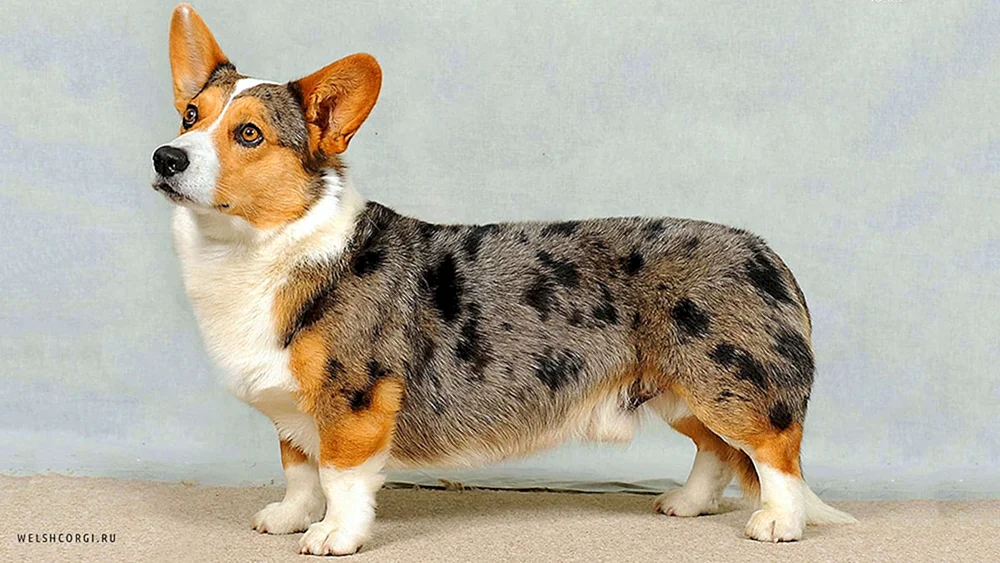 Welsh Corgi Strickjacke marmoriert