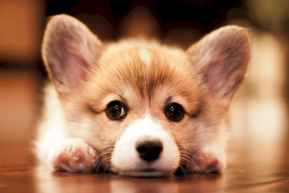 Welsh Spitz. Corgi Pembroke