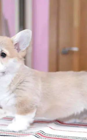 Welsh Corgi Pembroke