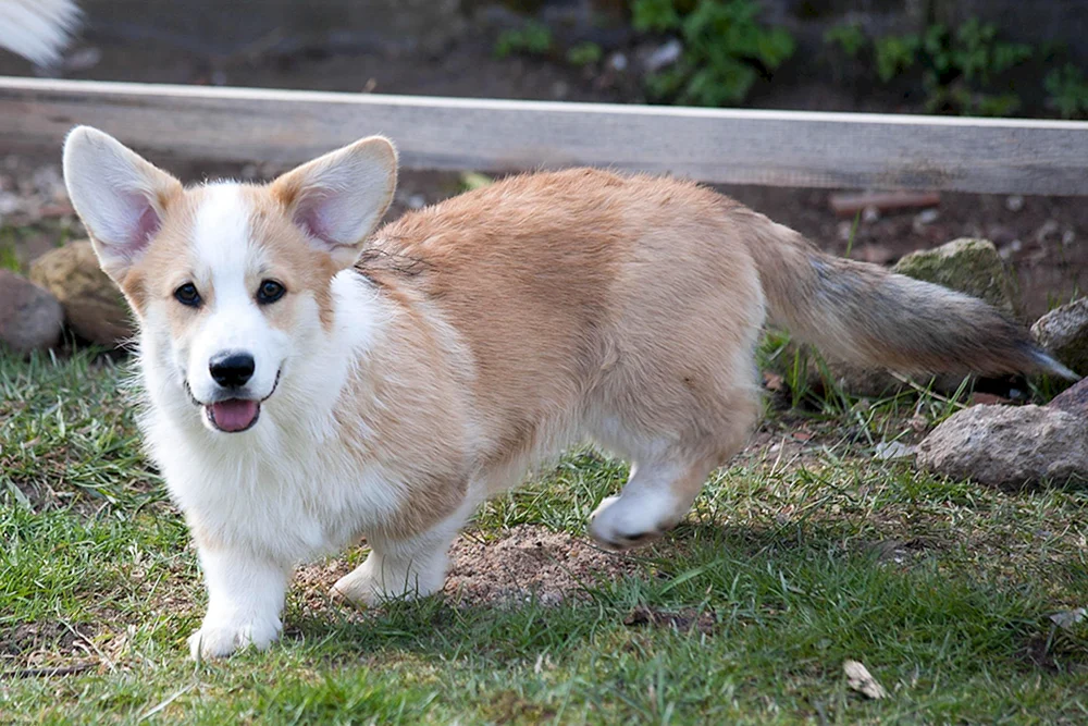 Welsh Corgi Pembroke