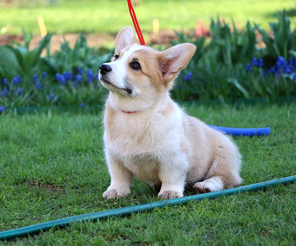 Welsh Corgi Pembroke