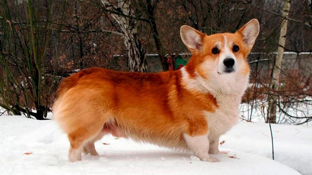 Welsh- Pembroke Corgi