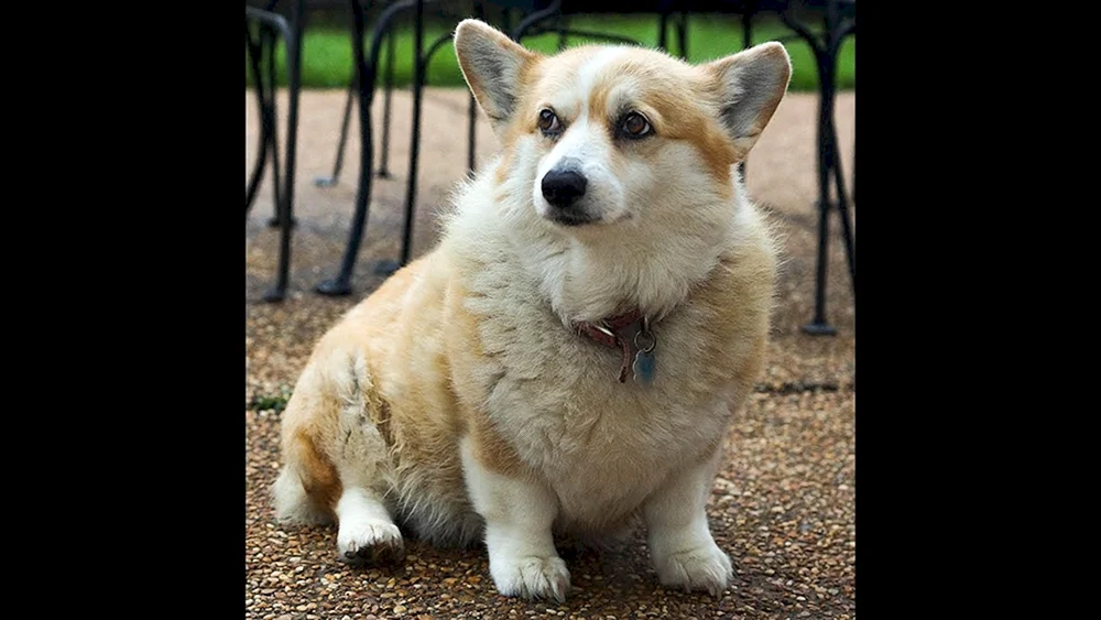 Welsh Corgi Pembroke
