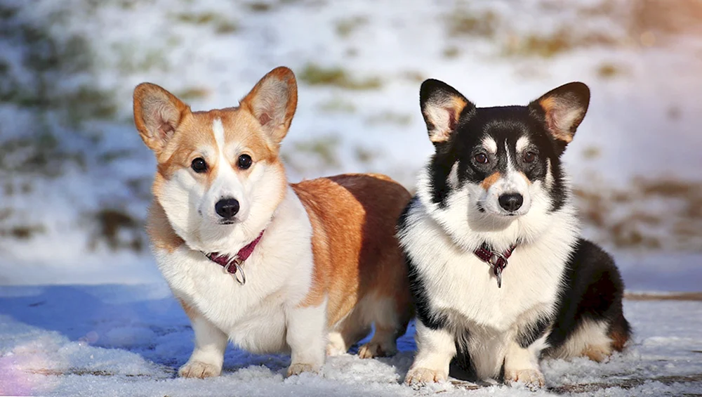 Welsh- Corgi Pembroke