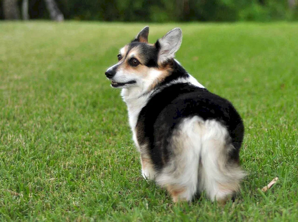 Pembroke Corgi Albino