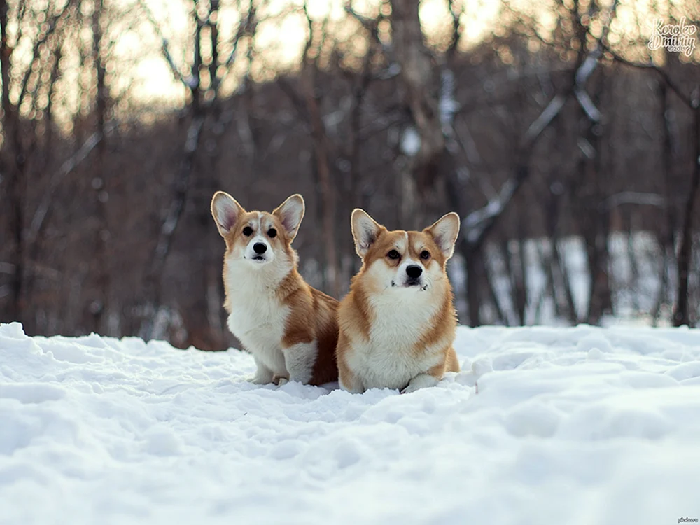 Corgi Strickjacke weiß