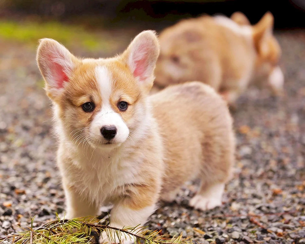 Welsh. Pembroke Corgi