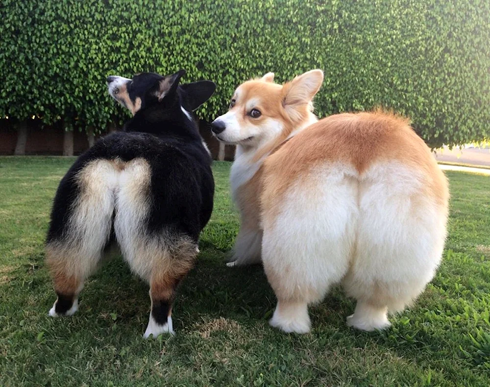Welsh Corgi Zippa