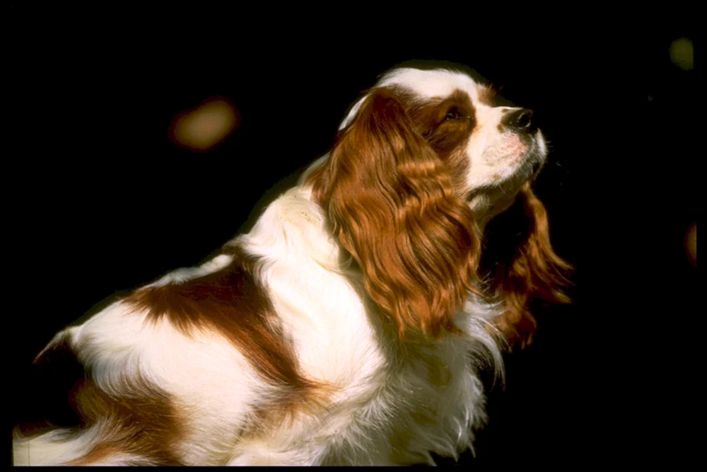 Welsh Springer Spaniel
