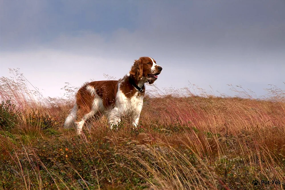 Welsh Springer Spaniel