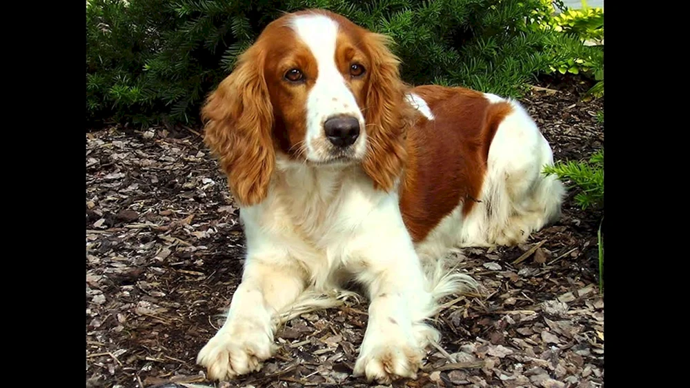 Cocker spaniel rothaarig