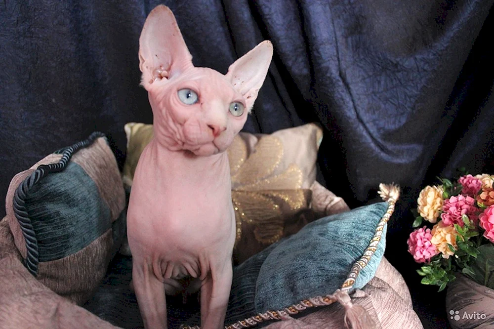 Veleon Sphynx
