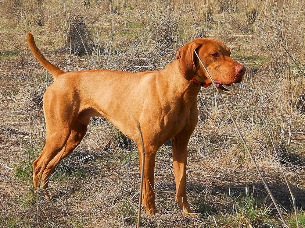 Ungarischer Kurzhaar-Löwenhund