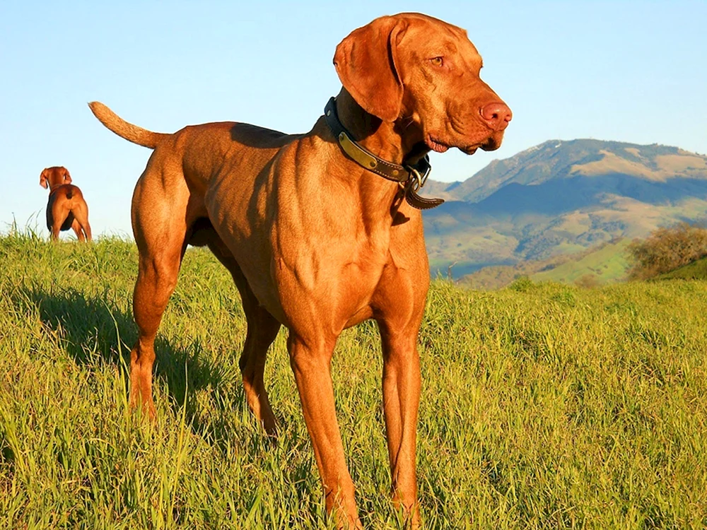 Ungarischer Windhund