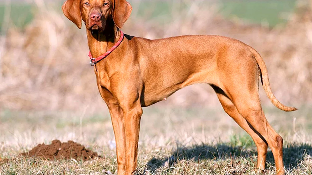Schweizer Großer Zennenhund