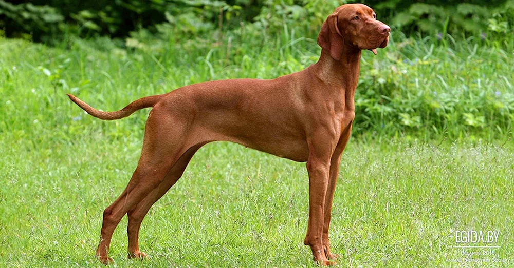 Ungarischer Löwenhund