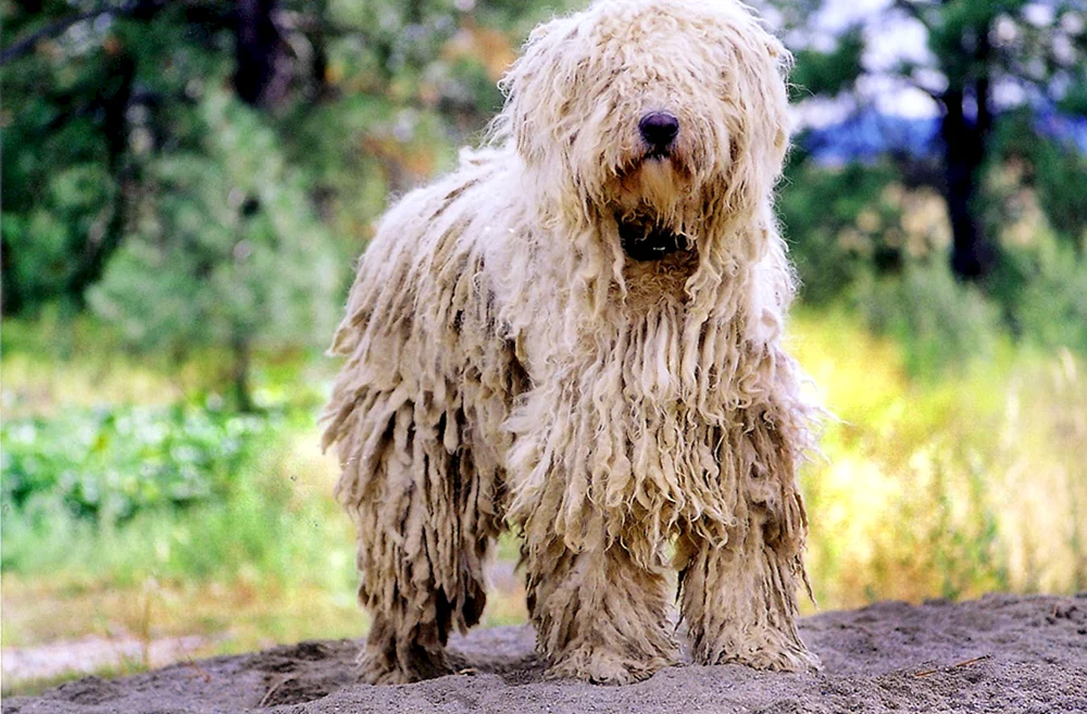 Ungarischer Schäferhund