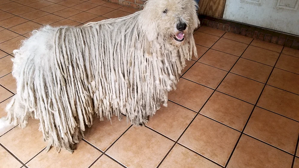 Venger Schäferhund. Ungarischer Schäferhund Komondor