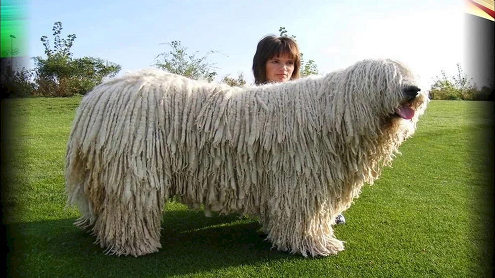 Venger Schäferhund Komandor