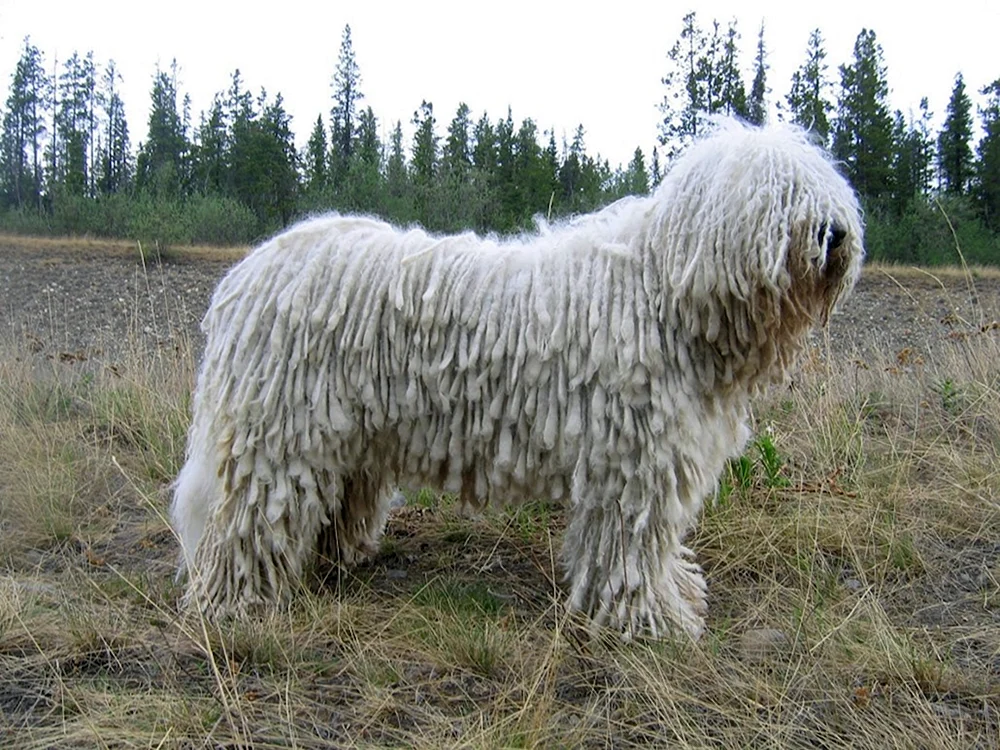 Ungarischer Schäferhund Commander