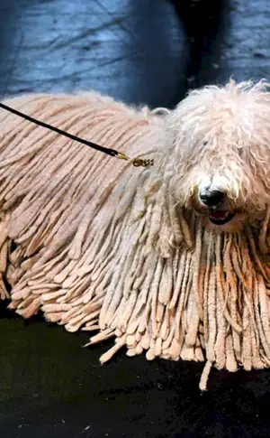 Ungarischer Schäferhund Komondor Ungarischer Schäferhund Komondor Ungarischer Schäferhund Komondor Ungarischer Schäferhund Komondor Ungarischer Schäferhund Ungarischer Schäferhund Ungarischer Schäferhund Komondor Ungarischer Schäferhund Ungarischer Schäferhund Komondor Ungarischer Schäferhund Ungarischer Schäferhund. Schäferhund Komondor