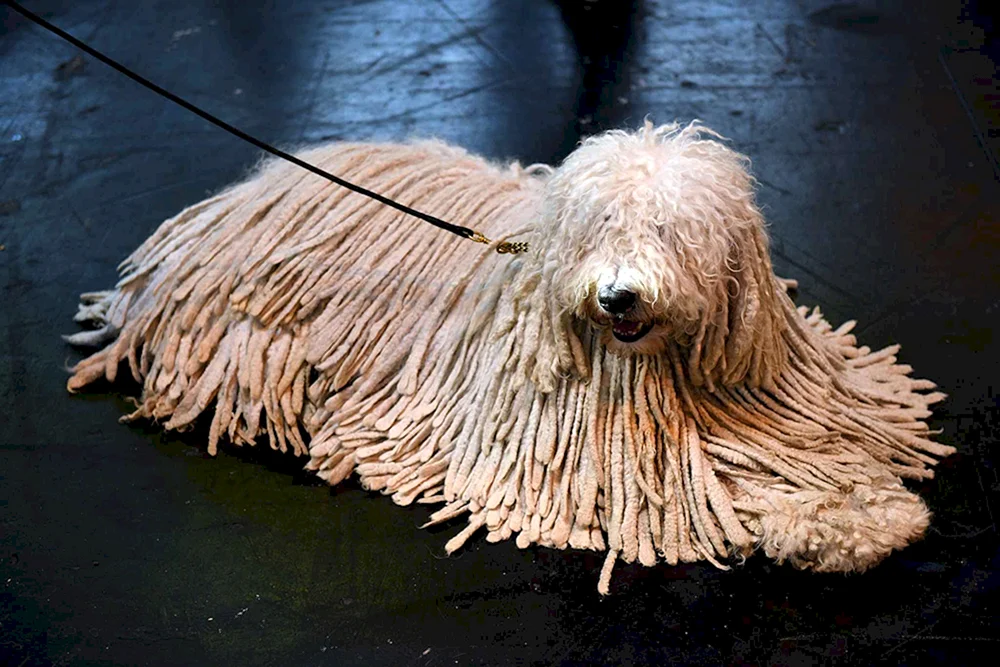 Ungarischer Schäferhund Komondor Ungarischer Schäferhund Komondor Ungarischer Schäferhund Komondor Ungarischer Schäferhund Komondor Ungarischer Schäferhund Ungarischer Schäferhund Ungarischer Schäferhund Komondor Ungarischer Schäferhund Ungarischer Schäferhund Komondor Ungarischer Schäferhund Ungarischer Schäferhund. Schäferhund Komondor