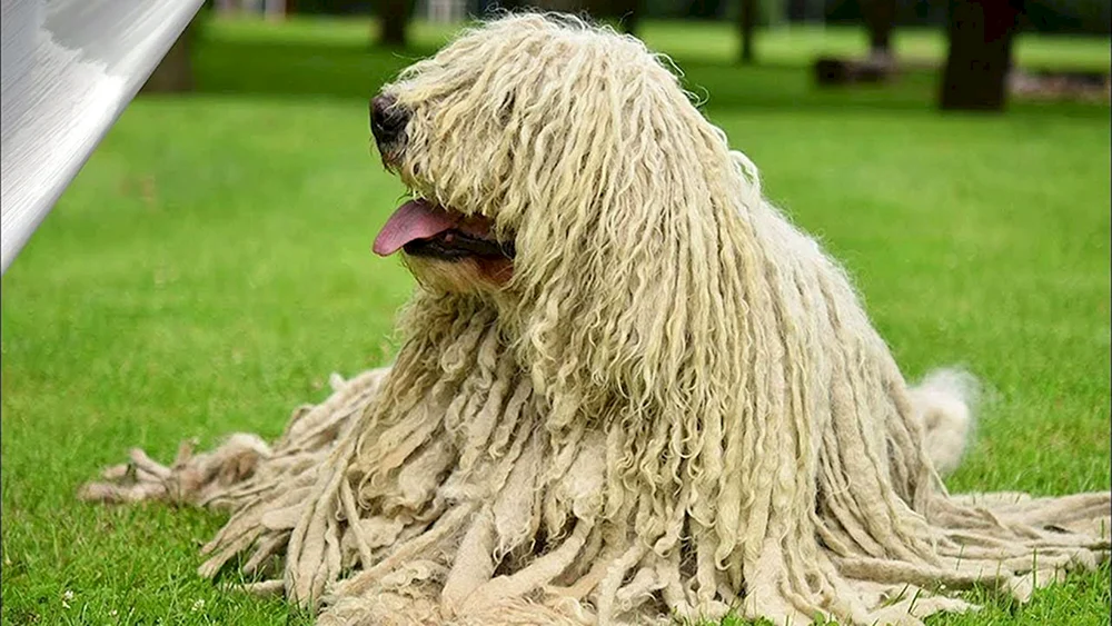 Comondor Ungarischer Schäferhund