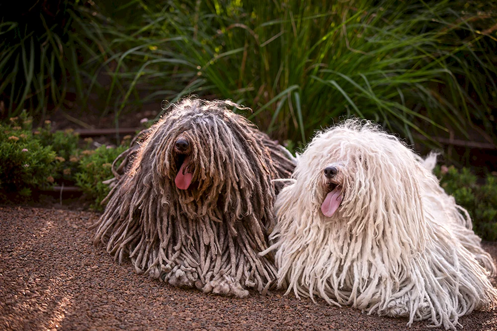 Ungarischer Schäferhund Komondor