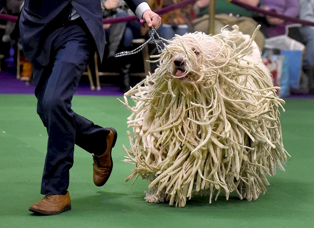 Ungarischer Schäferhund Komondor