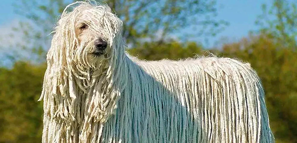 Ungarischer Schäferhund Schäferhund