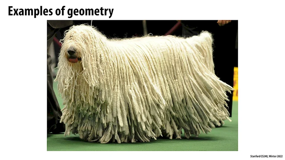 Bergham Schäferhund Bergamasco