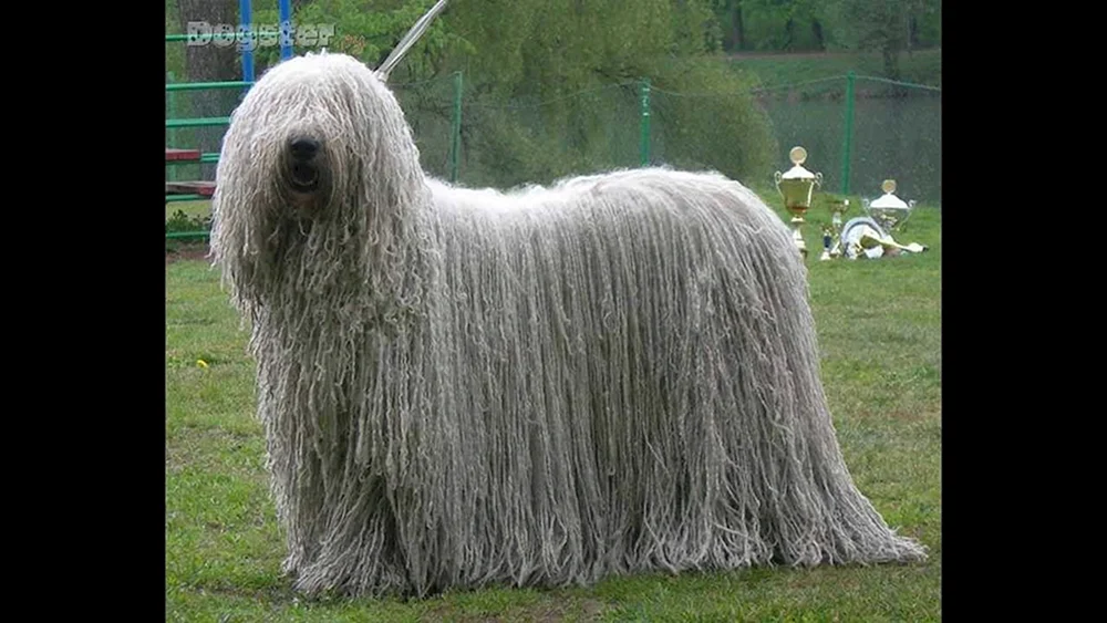 Bergham Schäferhund Commander