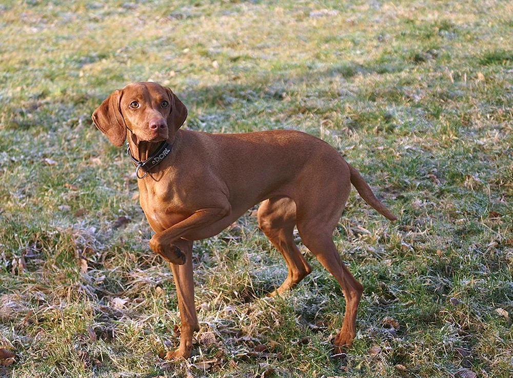Ungarischer Schäferhund